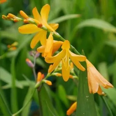 Crocosmia 'George Davison' Upright, stems bearing multiple bright orange-yellow blooms emerging from conical orange buds.