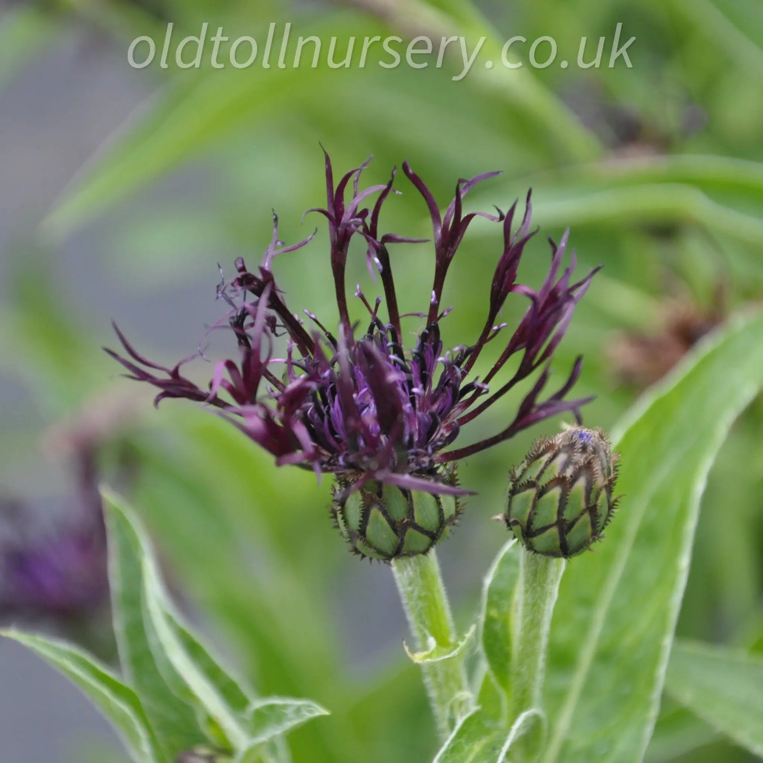 Centaurea 'Jordy'