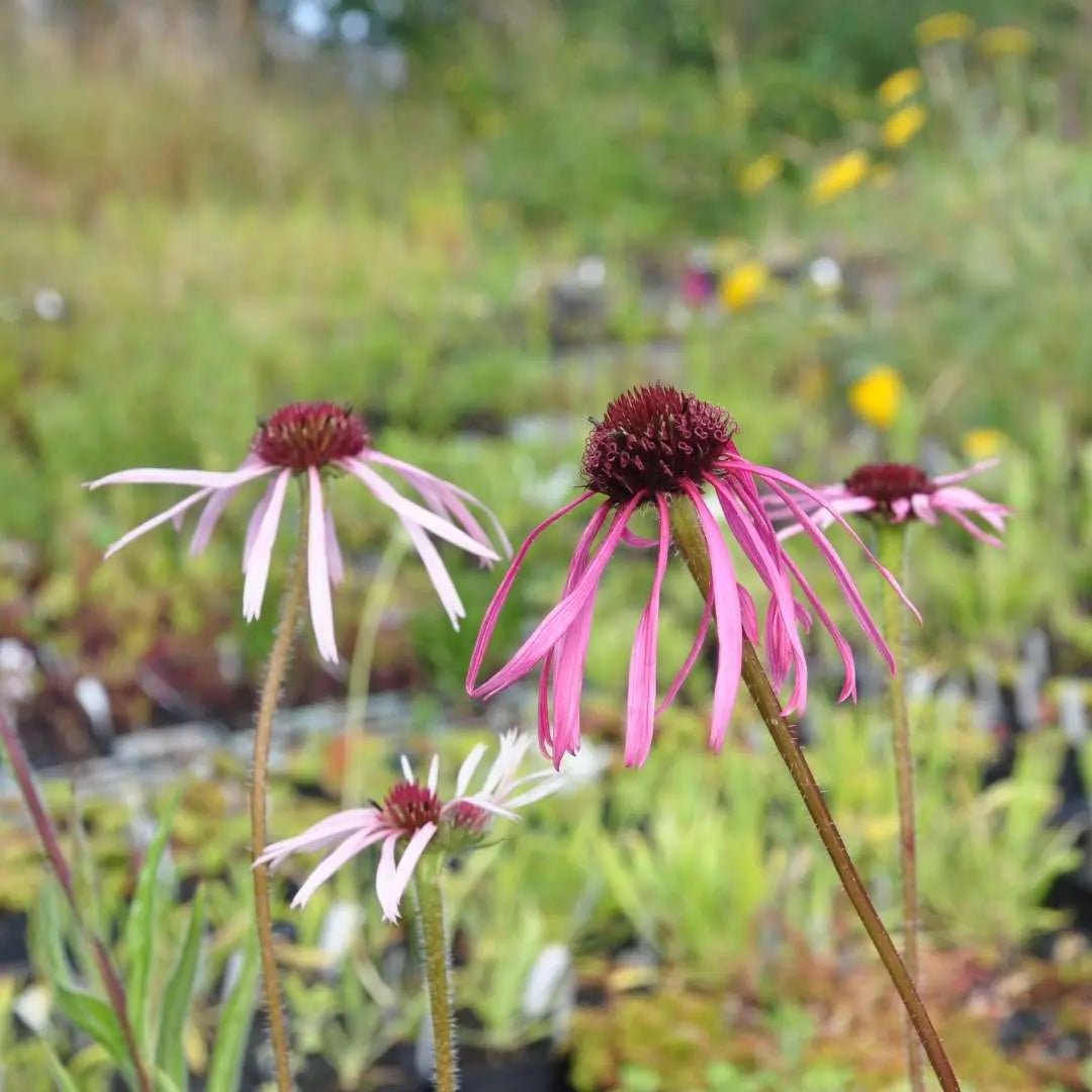 Echinacea pallida features tall and slender stems adorned with pale-pink daisies sporting distinct burnt-orange centres in midsummer. An ideal addition to any garden.