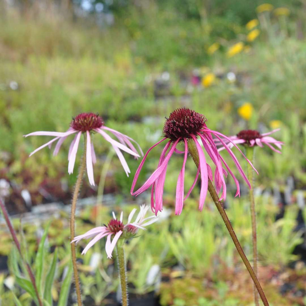 Echinacea pallida features tall and slender stems adorned with pale-pink daisies sporting distinct burnt-orange centres in midsummer. An ideal addition to any garden.