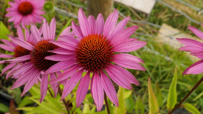 Dark green ridged leaves. large bright pink flowers are complemented by a bronzed cone on tall stems, flowers from midsummer to mid-autumn. fits in well with other plants such as Asters, Campanulas, Geraniums, and Helenium, 