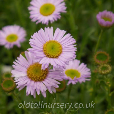 'Wayne Roderick' is a mound-forming, with semi-double, daisy-like, lavender flowers,  yellow centres with dark green leaves and, that will flower throughout summer. 