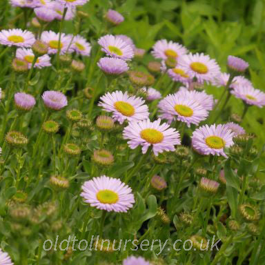 'Wayne Roderick' is a mound-forming, with semi-double, daisy-like, lavender flowers,  yellow centres with dark green leaves and, that will flower throughout summer. 