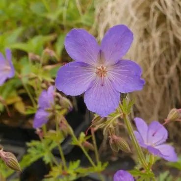 Geranium × johnsonii 'Johnson's Blue'