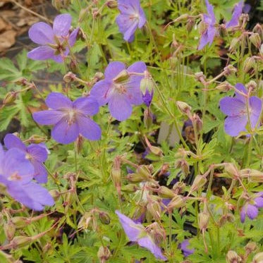 'Johnsons Blue' a true cottage garden perennial that will flower profusely thought the summer months, with large, dark-veined, bright velvety blue flowers .