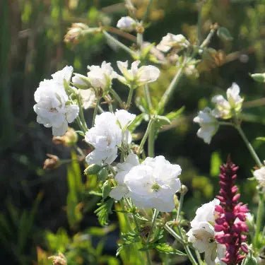 an impressive array of double, pure-white flowers on tall stems