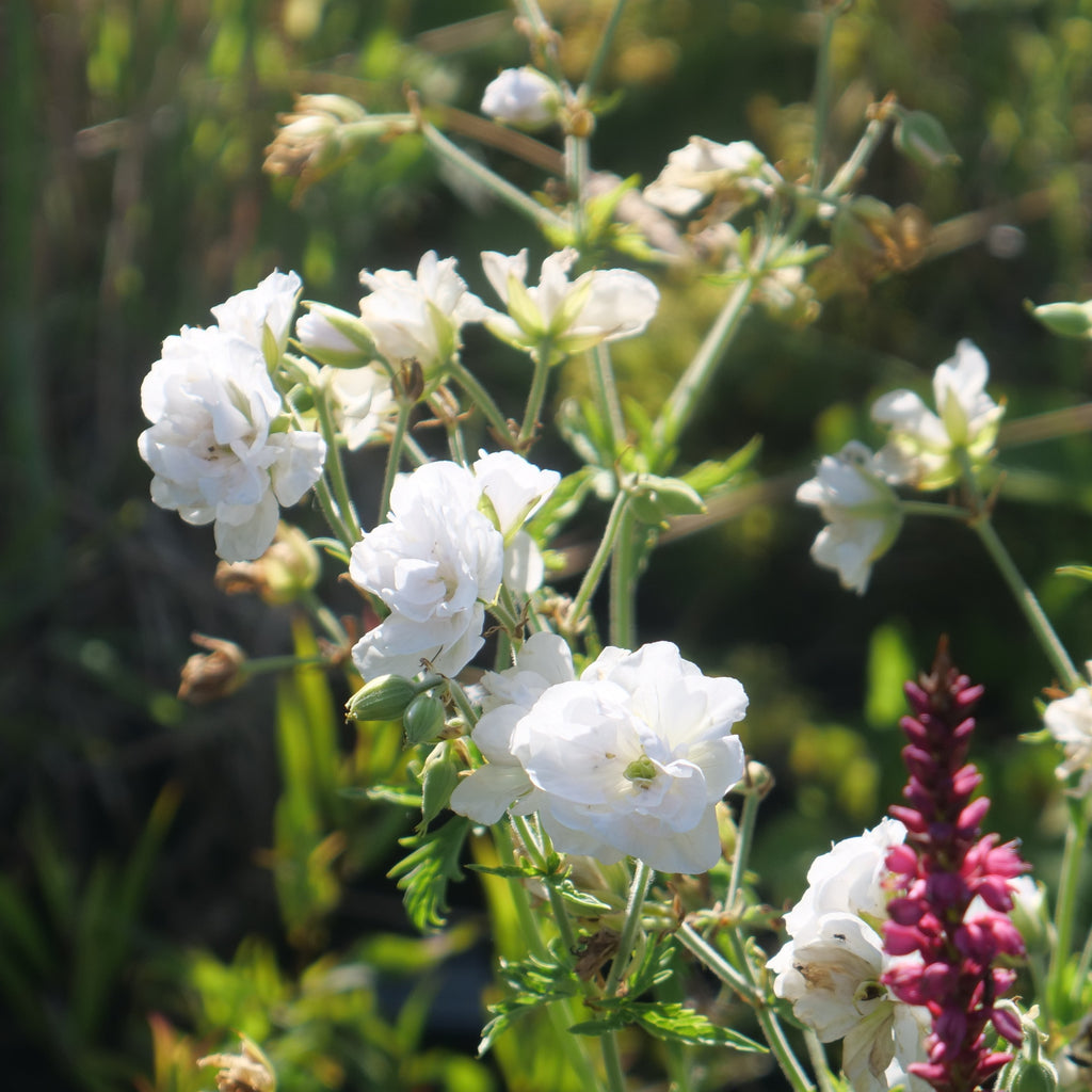 an impressive array of double, pure-white flowers on tall stems