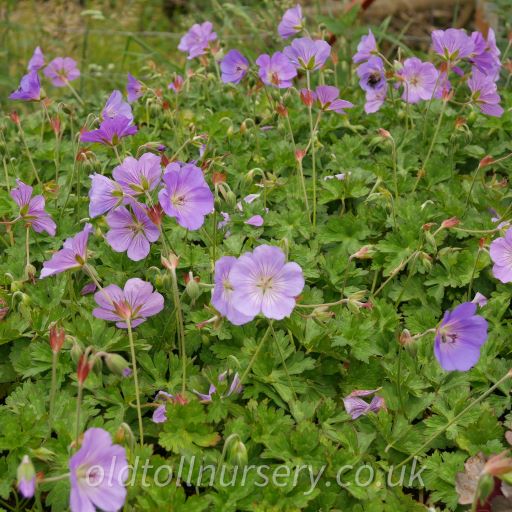 'Azure Rush' compact with striking lavender-blue flowers over a long flowering period from early summer to autumn, with deep green cut edged leaves.