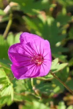 Geranium 'Little David' Excellent choice for rock gardens or container planting, offering both charm and continuous flowering.
