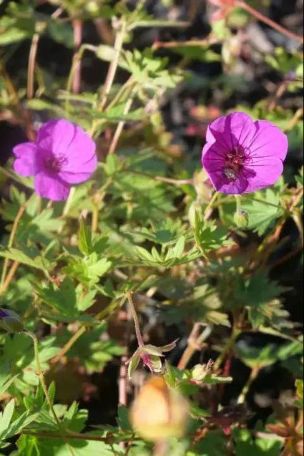 Geranium 'Little David' This small perennial features finely divided green leaves and produces vivid magenta-pink flowers,