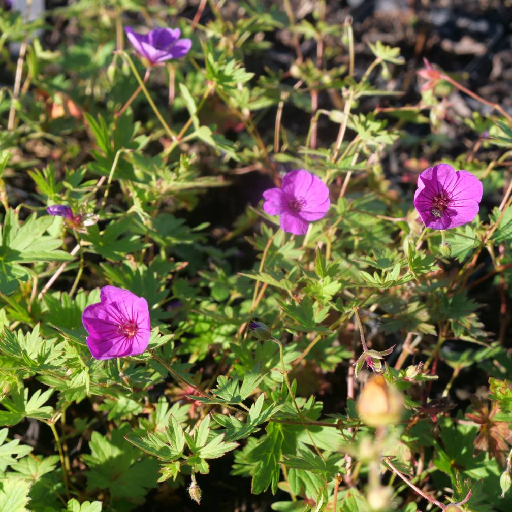  'Little David' is an excellent choice for rock gardens or container planting, offering both charm and continuous flowering.