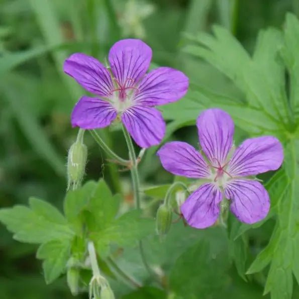 Geranium 'Nimbus'