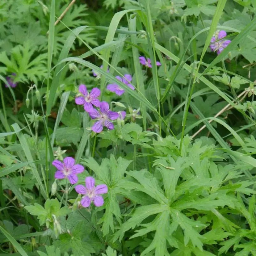 Geranium 'Nimbus'