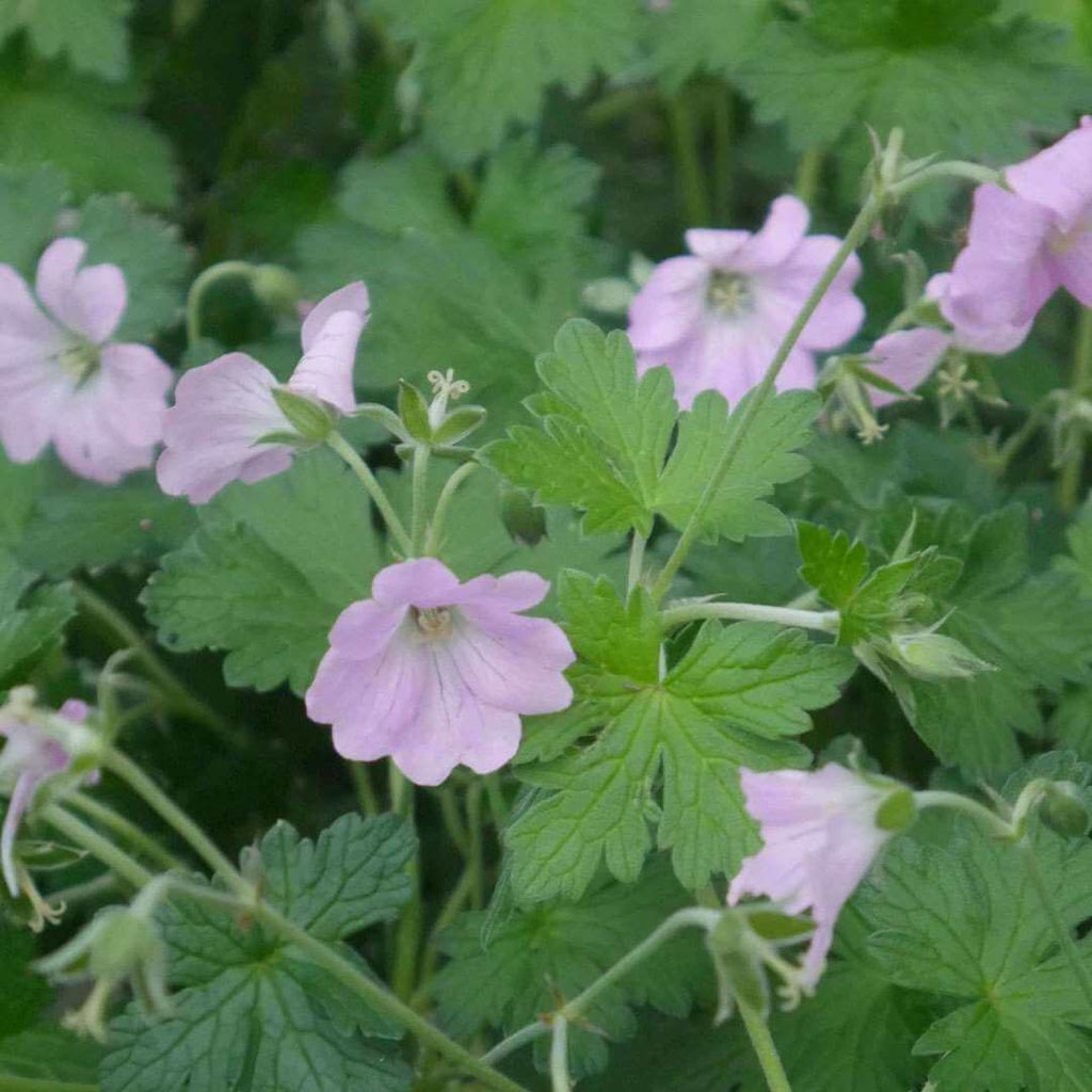 This stunning geranium is a compact herbaceous perennial that forms a creeping carpet of divided foliage. Its dark green, deeply lobed leaves create a mound, while its pale pink flowers with dark veins are displayed on short, branching stems from May to September, also good for keeping weeds bay. 