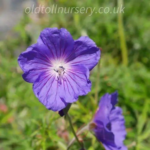Produces an abundance of large, cup-shaped flowers in a beautiful lavender-blue colour with purple veins and a white centre