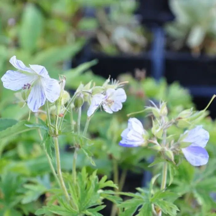 Splish-splash' clump-forming, deep green divided foliage. long stems earing dense clusters of large white flowers with violet-blue spots and streaks.