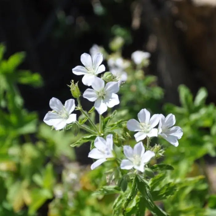 Geranium sylvaticum 'Album' is a low-growing, bears small, delicate white flowers on tall stems