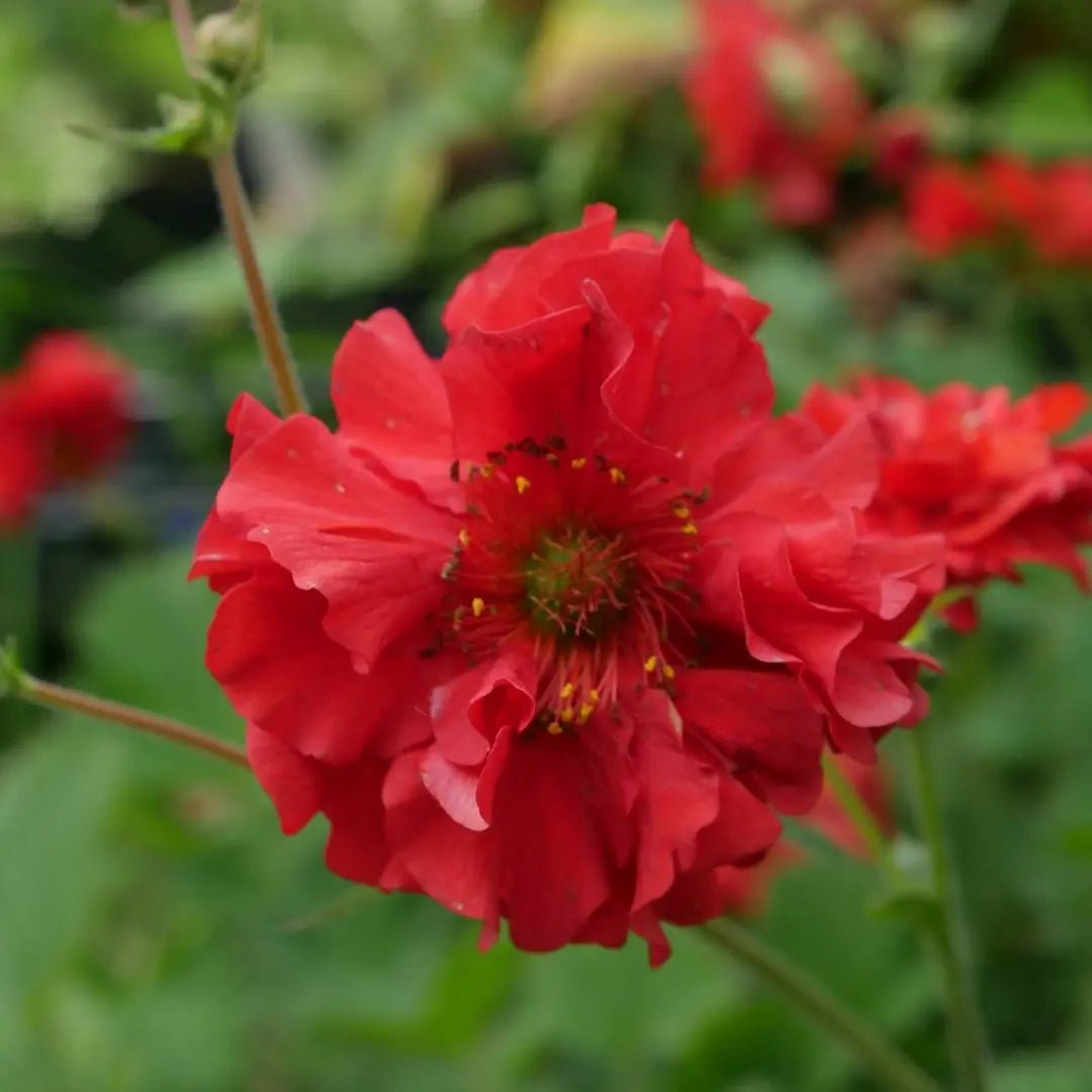 Slender, wiry stems bearing double, bright red to orange-red flowers from early summer into autumn. clump-forming, deciduous to semi-evergreen perennial with pinnate, hairy, mid-green basal leaves.
