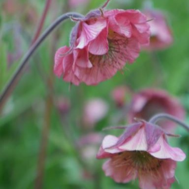 'Bell Bank' petite yet robust perennial that reaches a height of 45cm. It features distinctive basal leaves with well-defined lobes and reddish-brown stems, crowned with abundant semi-double, bell-shaped flowers in a striking red and coppery-pink hue