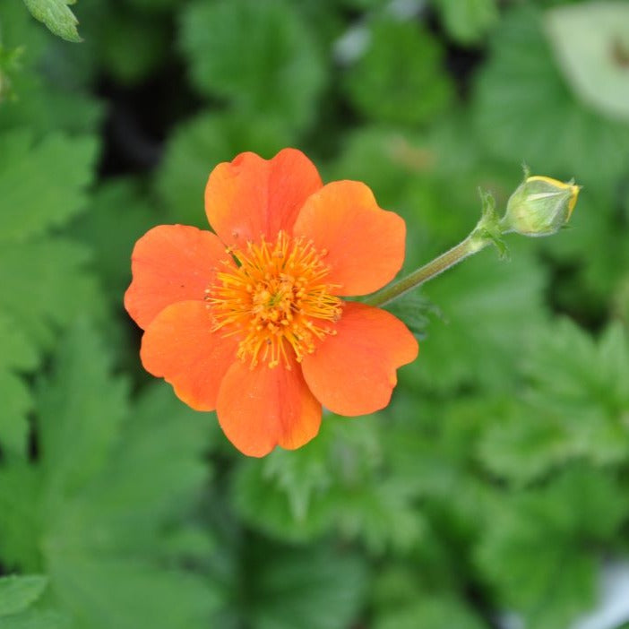 Geum 'Borisii' produces vibrant orange flowers with striking yellow stamens, surrounded by clusters of delicate, ruffled leaves throughout the summer season.