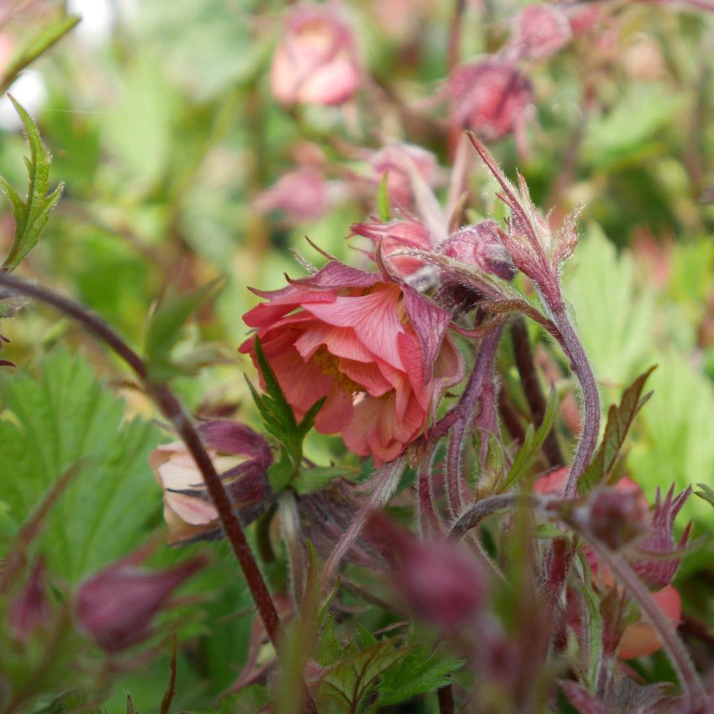 'Leonard's Variety' is a beautiful, low-maintenance perennial that adds a pop of colour to any garden. With its compact size and charming bell-shaped semi-double coppery-pink flowers, it's perfect for adding interest to borders and containers.