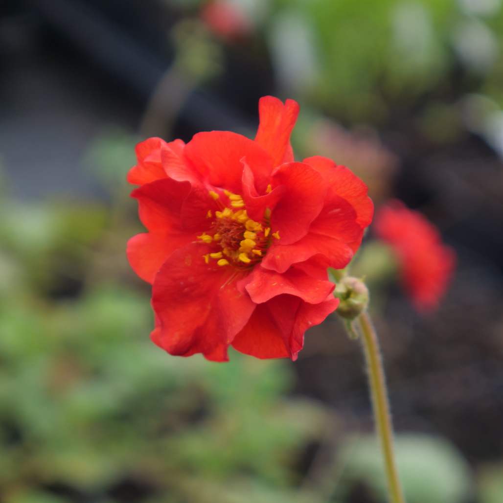 Hardy herbaceous perennial that forms dense clumps. It boasts textured, dark green basal leaves and purple stems, which give way to semi-double, striking red flowers.