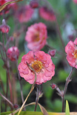 A delightful choice for borders and containers, this hardy perennial attracts pollinators throughout the growing season. Geum 'Pink Petticoats' 