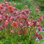 Coral-pink ruffled flowers with a yellow centre, Geum 'Pink Petticoats' like a frilled petticoat, on slender dark maroon stems.