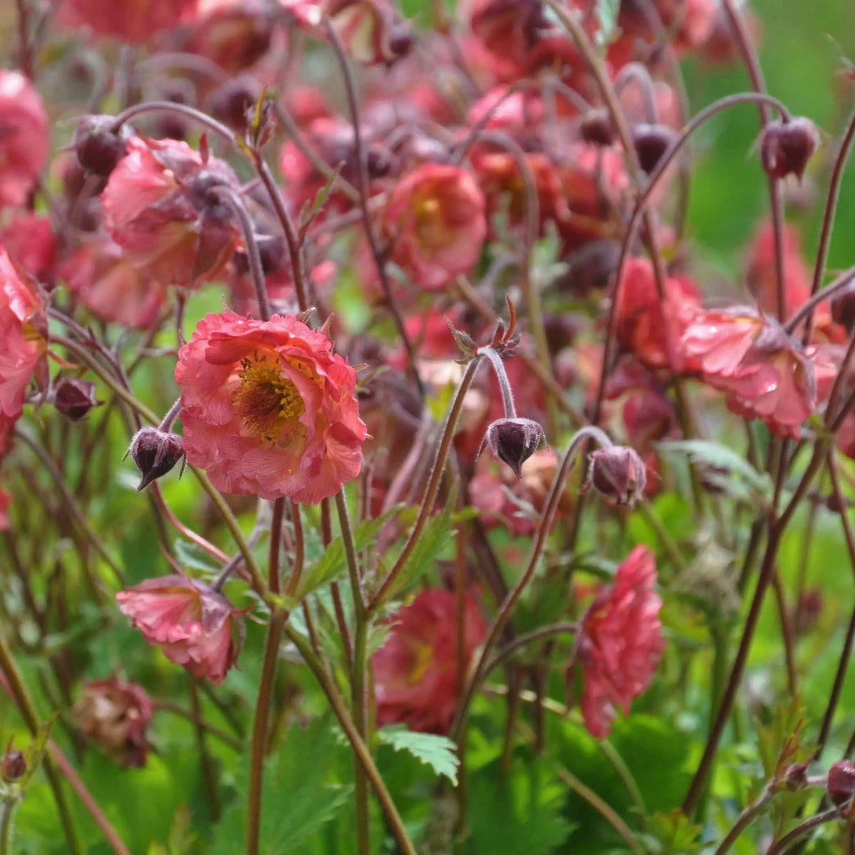 Coral-pink ruffled flowers with a yellow centre, Geum 'Pink Petticoats' like a frilled petticoat, on slender dark maroon stems.