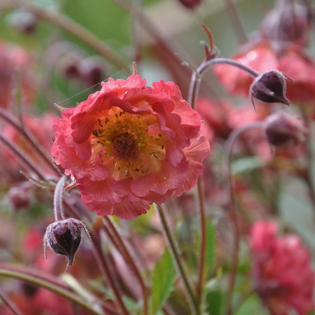 Coral-pink ruffled flowers with a yellow centre, Geum 'Pink Petticoats' like a frilled petticoat, on slender dark maroon stems.
