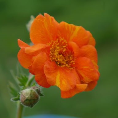 'Prinses Juliana' is a perennial herbaceous plant that forms clumps and features lobed basal leaves. vivid orange semi-double flowers on tall stems, adding a bright pop of colour to any garden. 