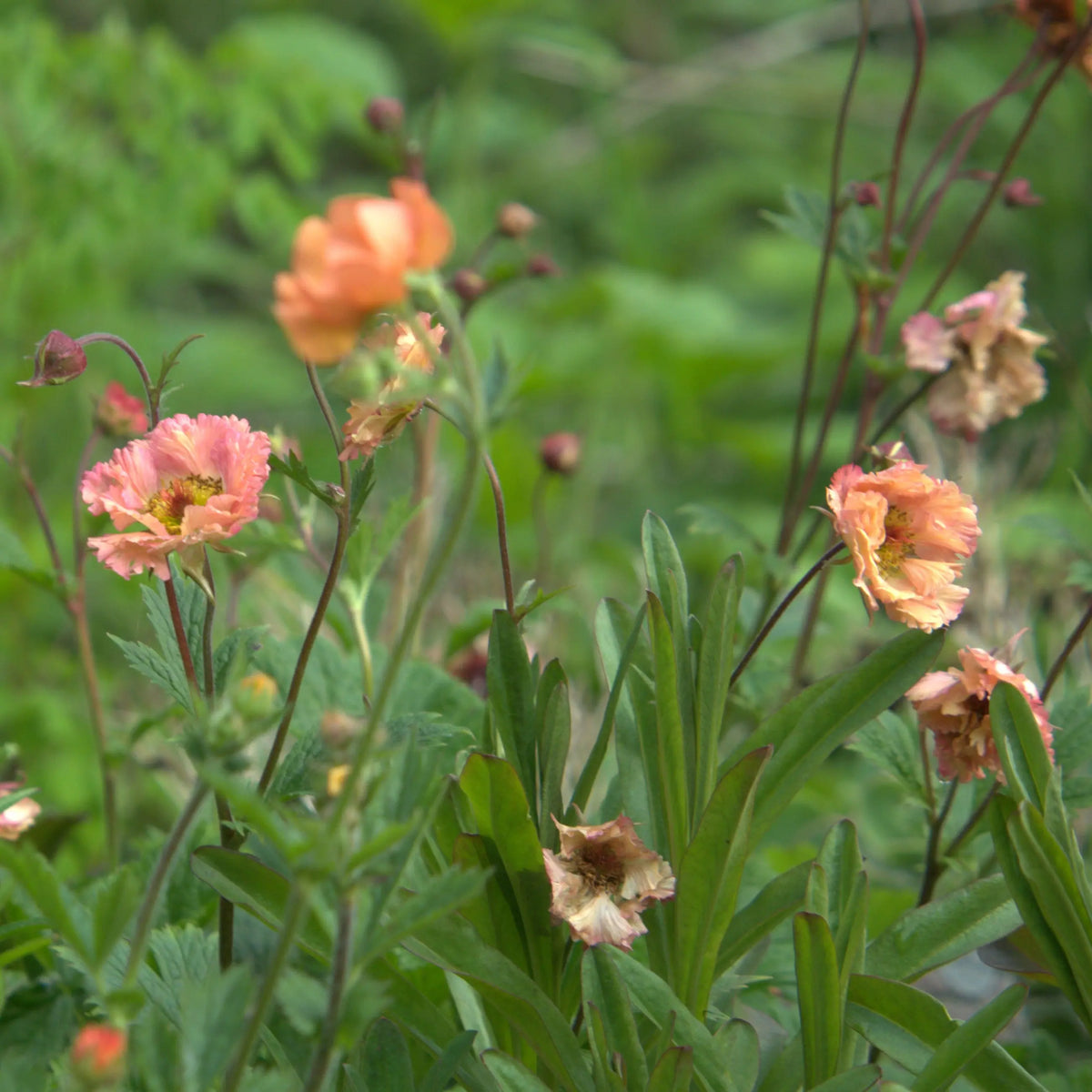 Abundance of green foliage, Geum 'Salmon Delight supported by slender stems that flower with ruffles of double salmon pink flowers.
