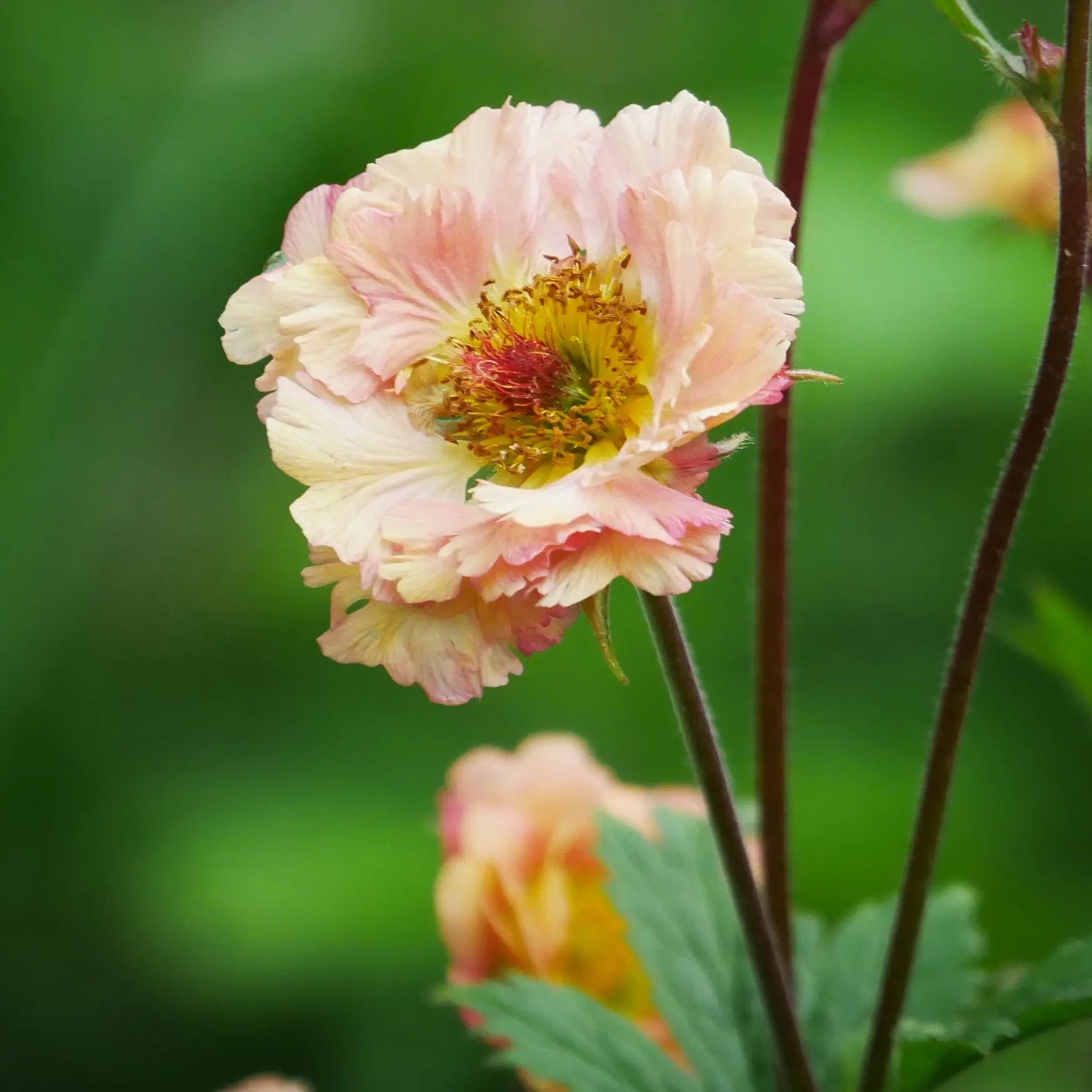 Abundance of green foliage, Geum 'Salmon Delight supported by slender stems that flower with ruffles of double salmon pink flowers.