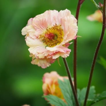 Abundance of green foliage, Geum 'Salmon Delight supported by slender stems that flower with ruffles of double salmon pink flowers.