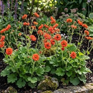 Striking, semi-double scarlet with orange hue flowers Geum 'Scarlet Tempest' will flower prolifically on slender, hairy stems from spring through autumn.