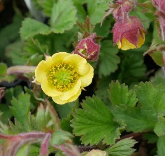 Mound forming perennial that produces stunning bright yellow flowers with reddish slender stems. mid green basal textured leaves covered in soft hairs. will flower.