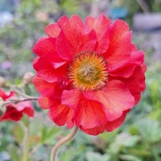 Striking, semi-double scarlet with orange hue flowers Geum 'Scarlet Tempest' will flower prolifically on slender, hairy stems from spring through autumn.