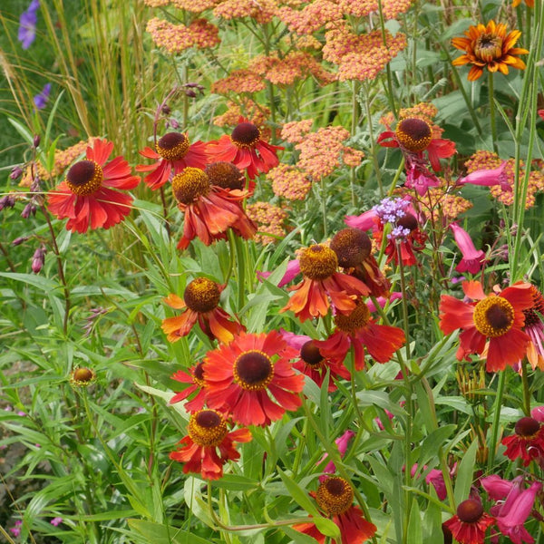 Helenium 'Moerheim Beauty'