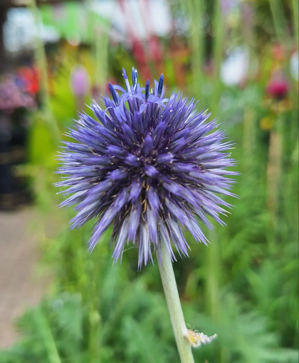 Echinops bannaticus 'Taplow Blue'