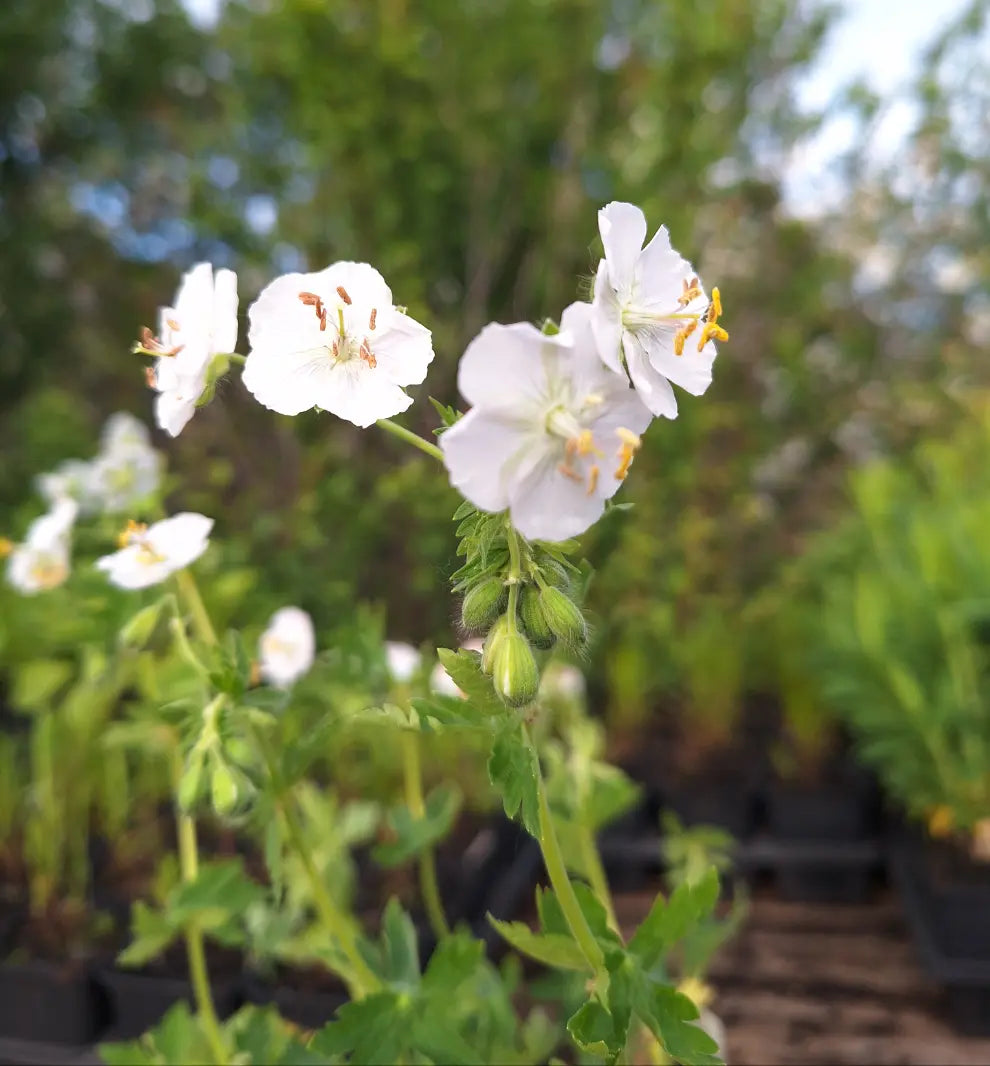 Geranium phaeum 'Album'