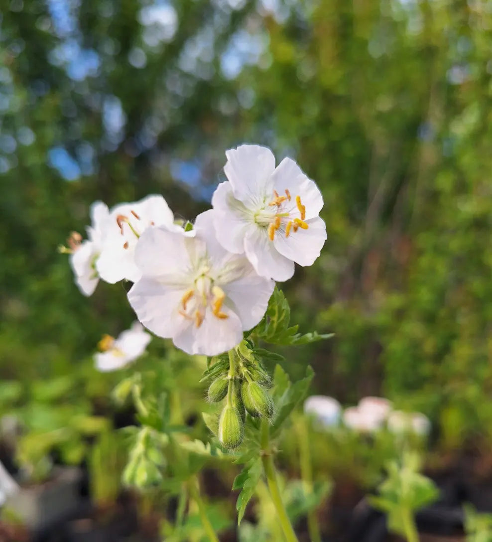 Geranium phaeum 'Album'