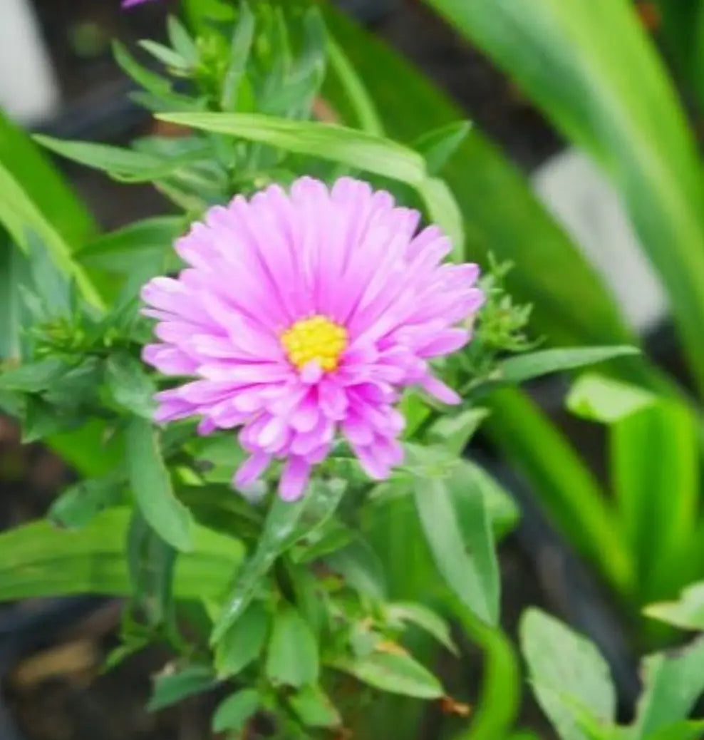Aster novi-belgii 'Patricia Ballard' stunning lilac blue flowers on branched stems with mid to dark green leaves will flower from early September to first frost.