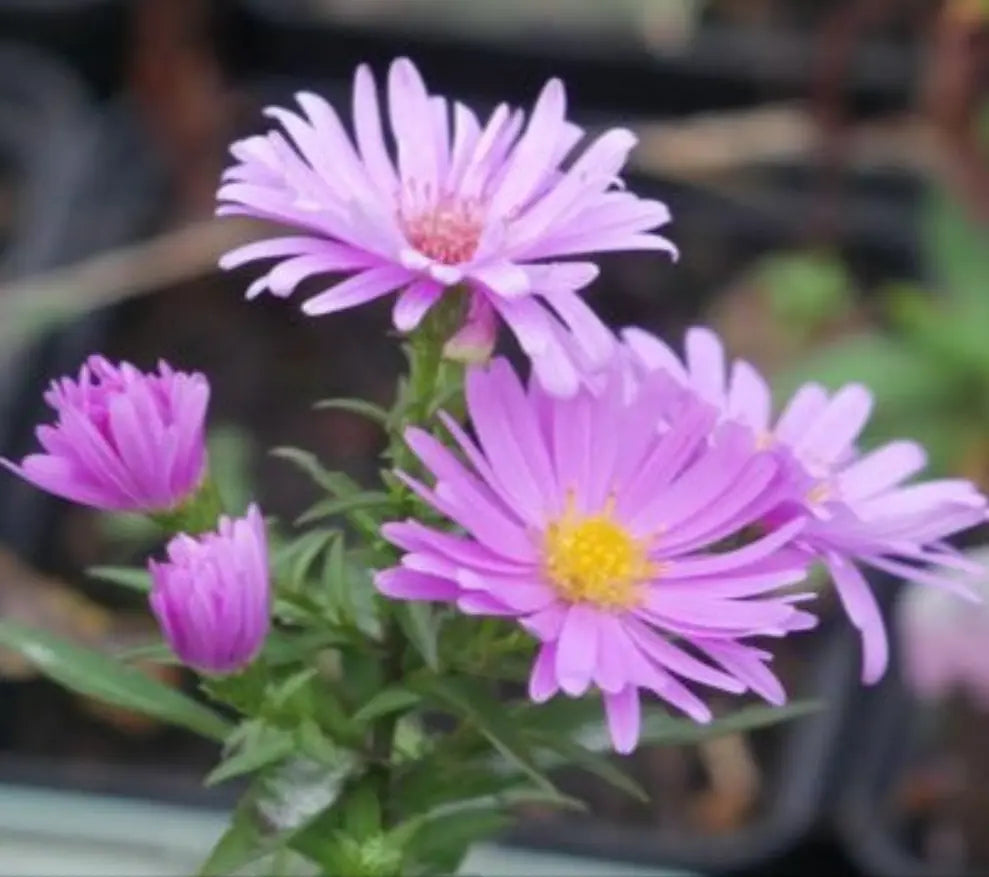 Pretty perennial with bright double dark pink flowers from late summer to late autumn. with narrow mid green leaves, Aster novi-belgii 'Little Pink Beauty' a must in any garden. Plant them in informal drifts throughout the border for autumn colour.