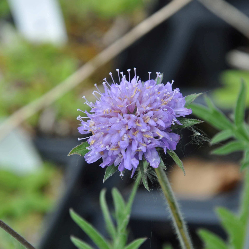 Arvensis is a stunning addition to any garden, with delicate pin-cushion flowers in a beautiful pale lilac. Its tall stems make it a perfect choice for both herbaceous borders and wildflower meadows.