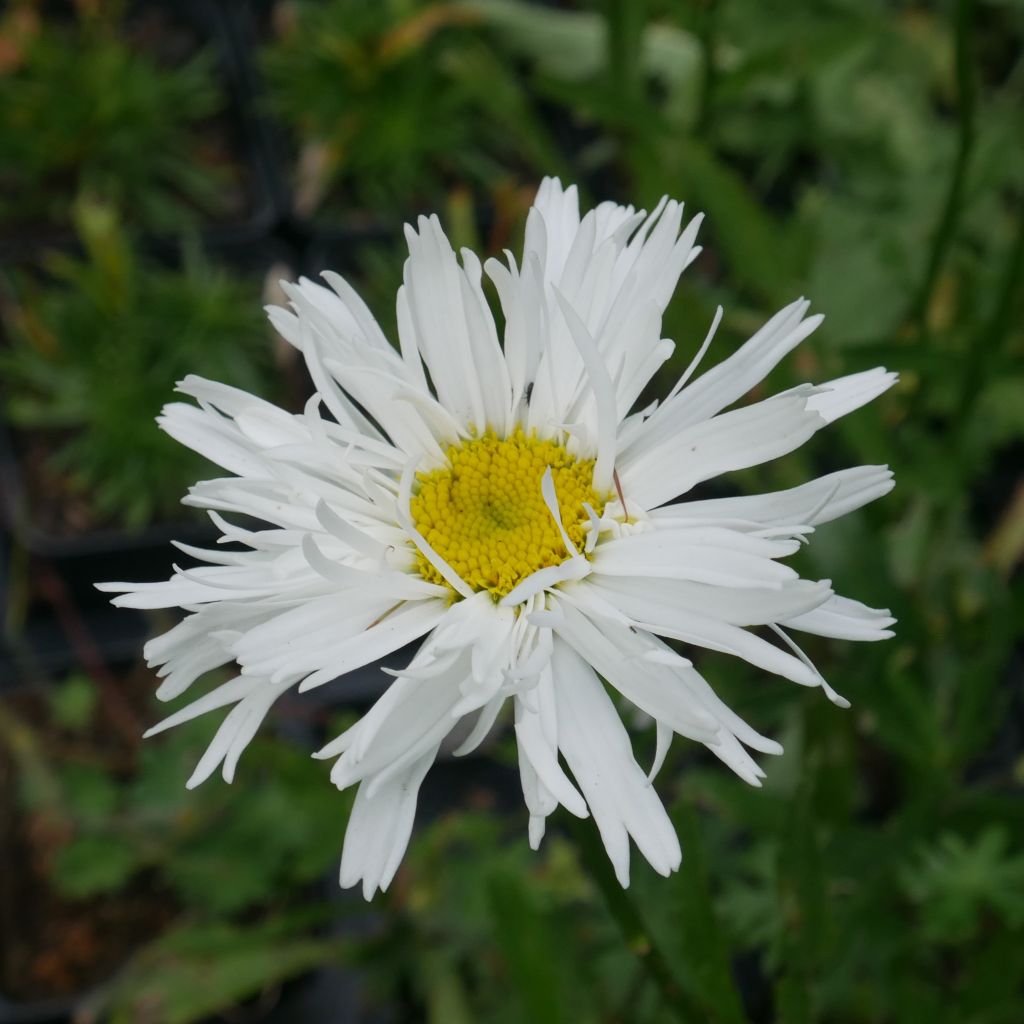  Leucanthemum × superbum 'Aglaia'  Dark glossy green leaves provide striking ornamental interest, while semi-double white flowers 