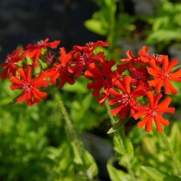 chalcedonica is an erect herbaceous perennial, with oval leaves and small, bright red flowers in compact, domed heads that will flower throughout the summer months.