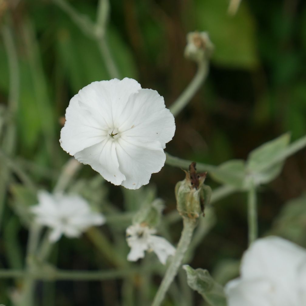 Lychnis coronaria 'Alba'