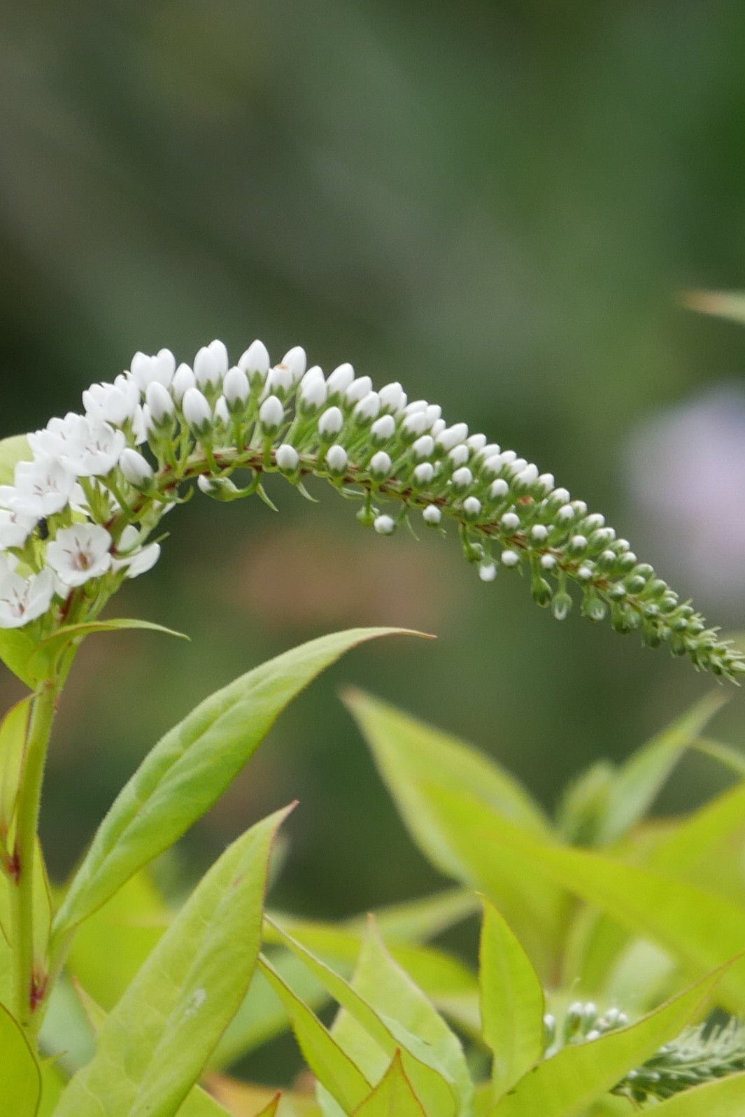 Lysimachia clethroides