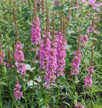 Tall, clump-forming herbaceous perennial with intense Purple-red flowers appear on tall flower spires above lance-shaped mid-green foliage. from early summer &nbsp;