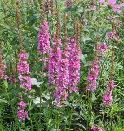Tall, clump-forming herbaceous perennial with intense Purple-red flowers appear on tall flower spires above lance-shaped mid-green foliage. from early summer &nbsp;